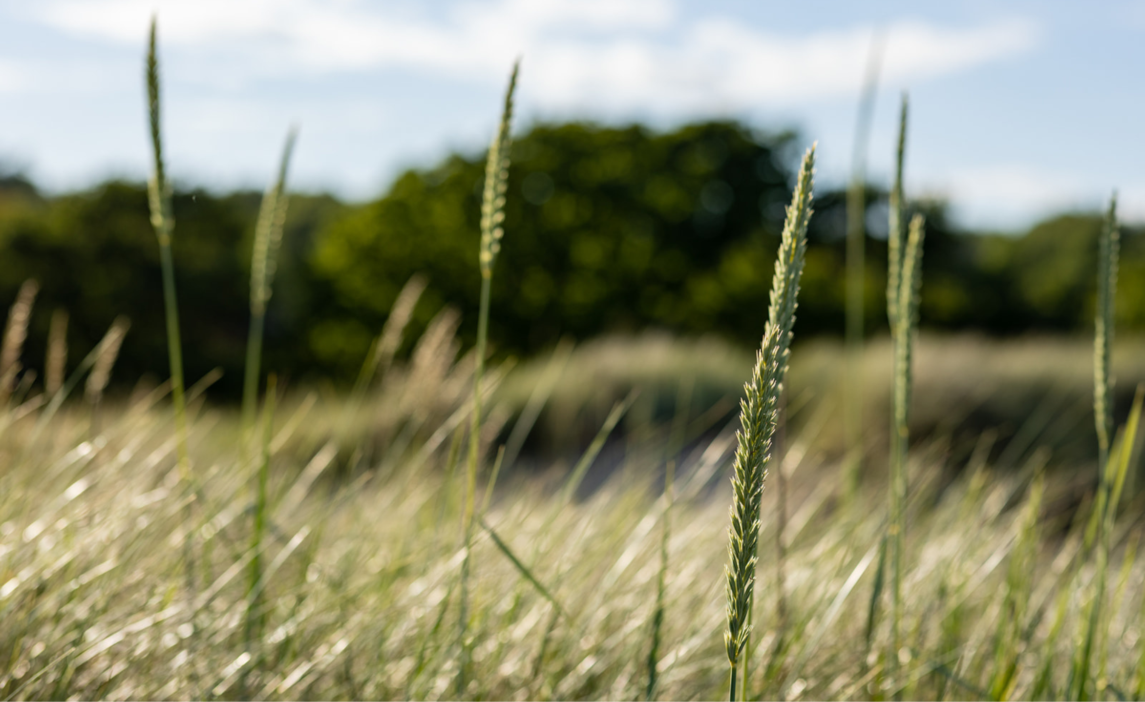tips fra våre eksperter for å oppnå sterkt og vakkert hår ved å inkludere naturlige proteiner i hårpleie